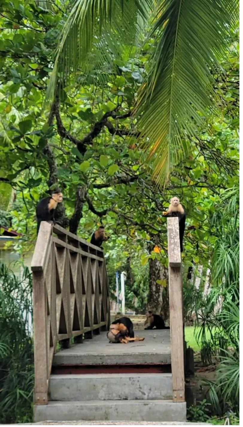 White-faced capuchin monkeys in Coiba National Park, Panama