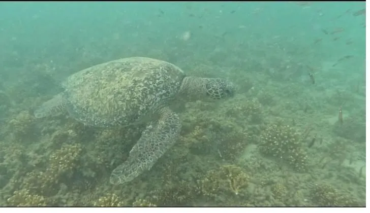 Coiba Island Tour