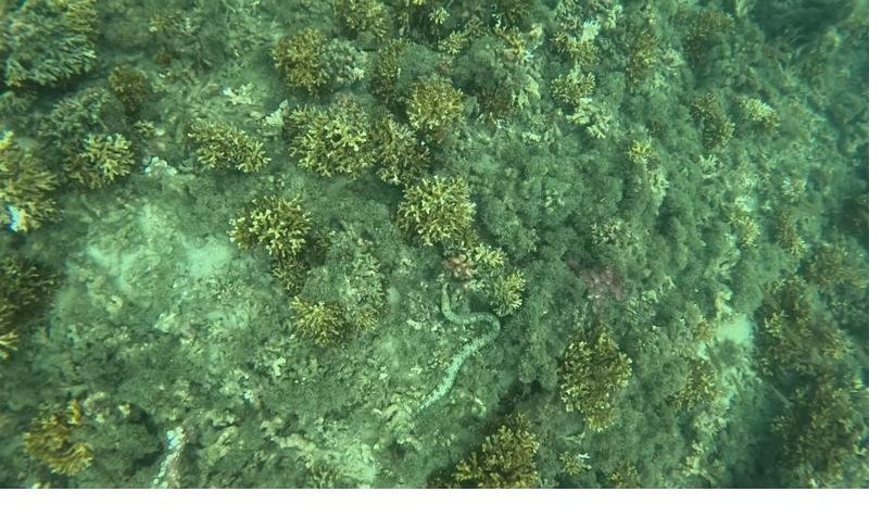 Coiba Island Tour