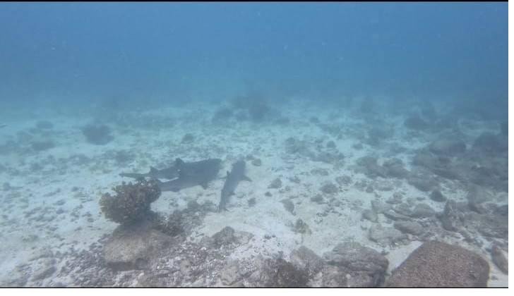 Coiba Island Tour