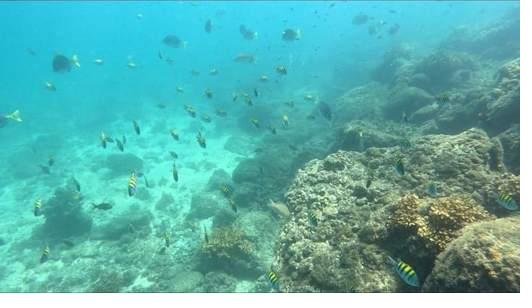 Coiba vs the Galapagos — what is the difference