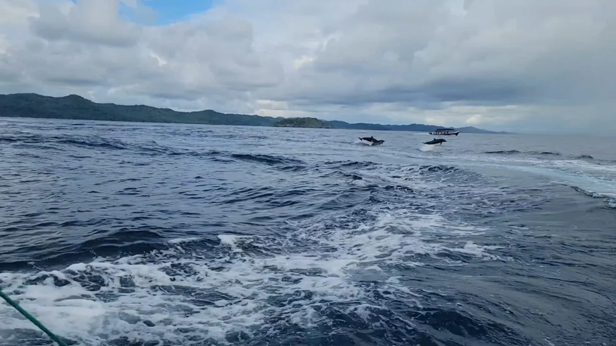 Dolphins jumping beside the tour boat near Coiba