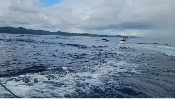 Dolphins swimming near a tour boat in Coiba National Park, Panama