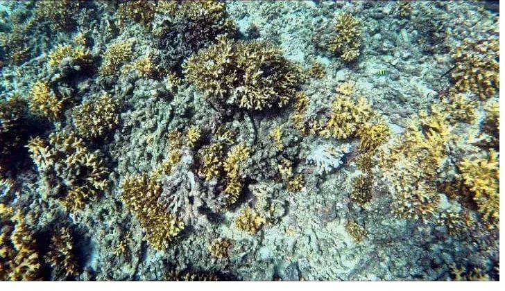 A dense golden branching coral garden in shallow water in Coiba National Park