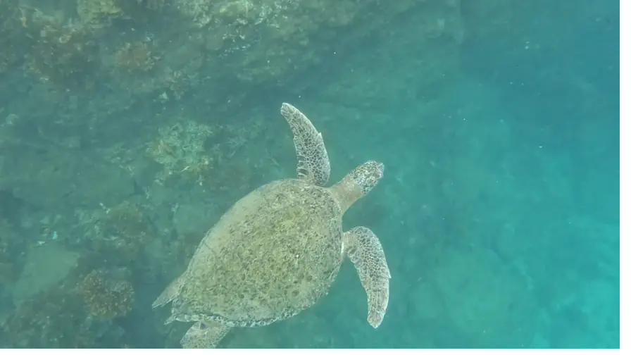 A green sea turtle gliding through clear turquoise water in Coiba National Park