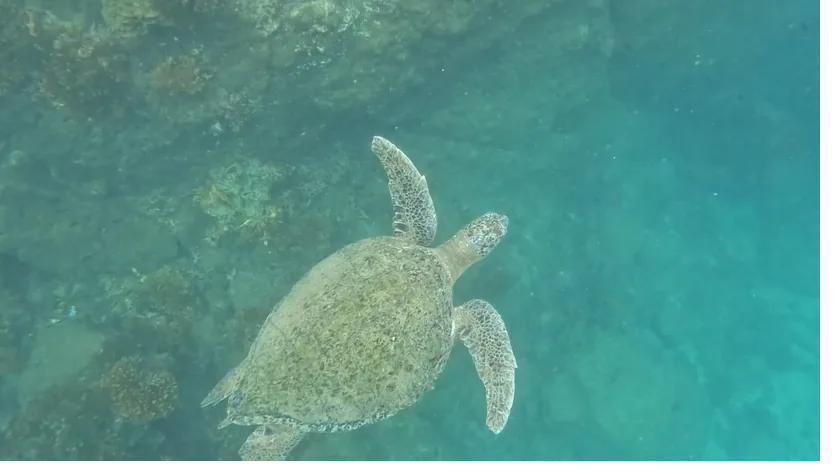 A green sea turtle swimming over the reef in clear water, Coiba