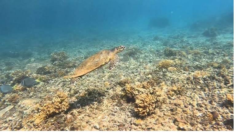 Hawksbill turtle over the reef in Coiba, Panama