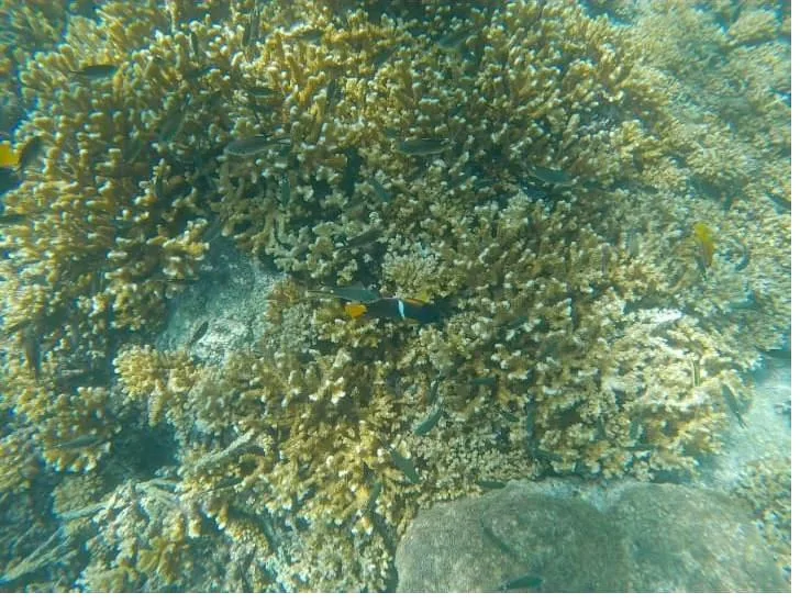 Healthy coral reef garden in Coiba National Park, Panama