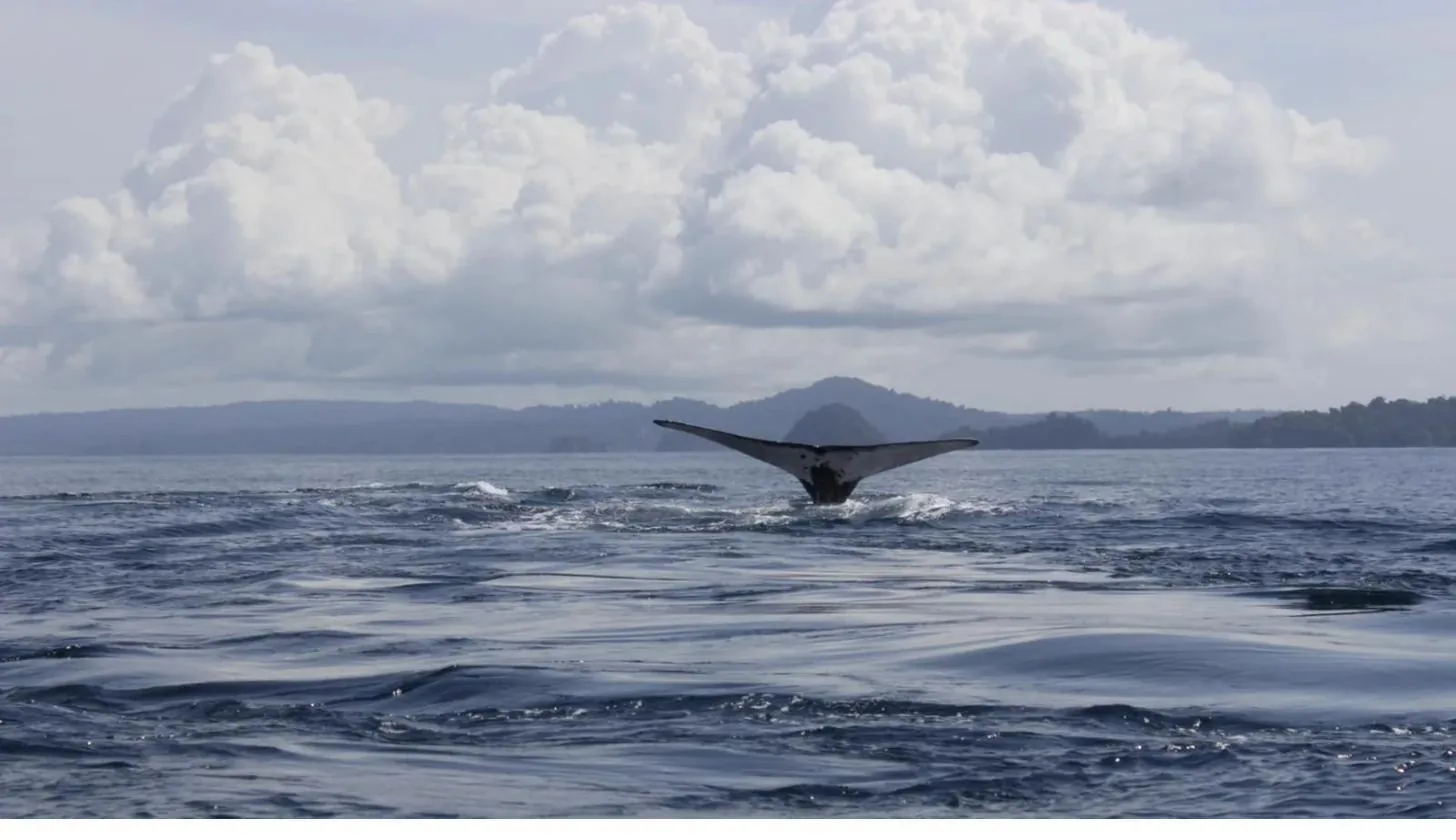 Humpback whale tail in Coiba National Park, Panama