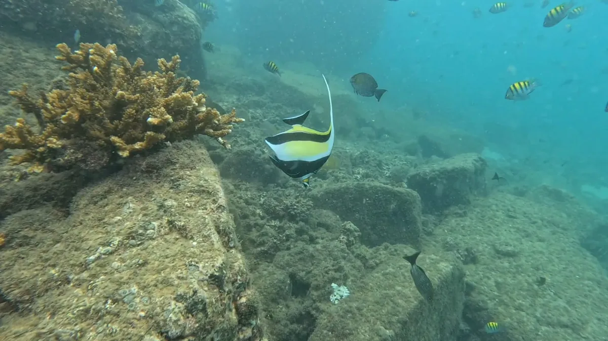 Moorish idol and reef fish at Coco Grande, Coiba