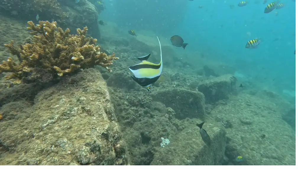 A moorish idol swimming over the rocky reef surrounded by sergeant majors in Coiba