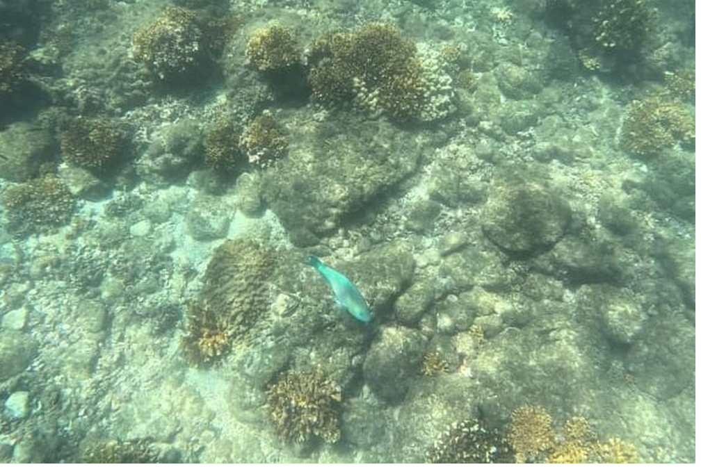 Parrotfish and reef fish over coral in Coiba, Panama