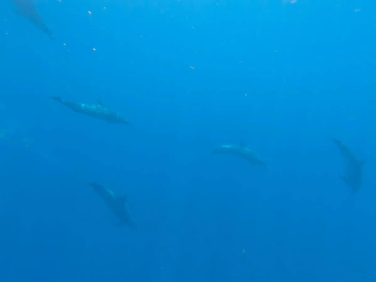 A pod of dolphins seen underwater in Coiba