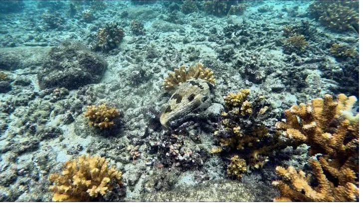 A porcupinefish resting among corals on the reef in Coiba