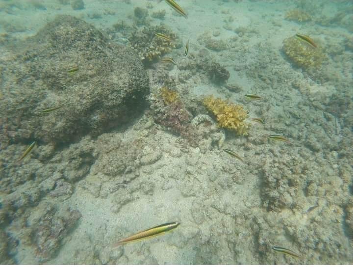 Reef fish over the sand in Coiba, Panama