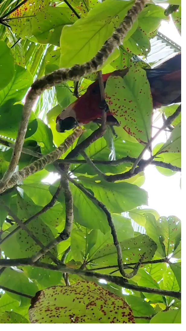 A wild scarlet macaw feeding in the jungle canopy on Coiba Island