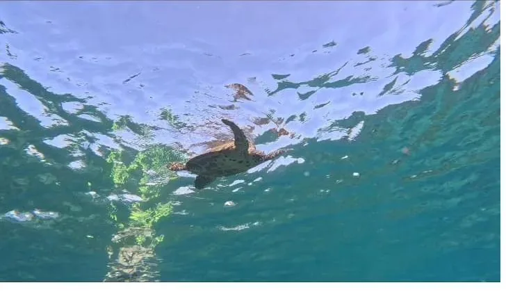 A sea turtle swimming near the surface while snorkeling in Coiba National Park