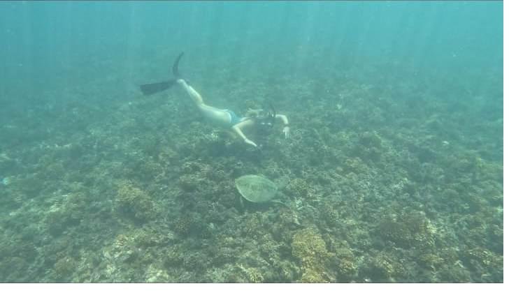 Snorkeler above a sea turtle on the reef in Coiba
