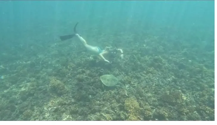 Snorkeler above a sea turtle on the reef in Coiba