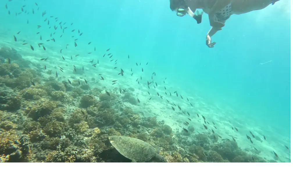 A snorkeler floating above a green sea turtle and a school of fish over the reef in Coiba