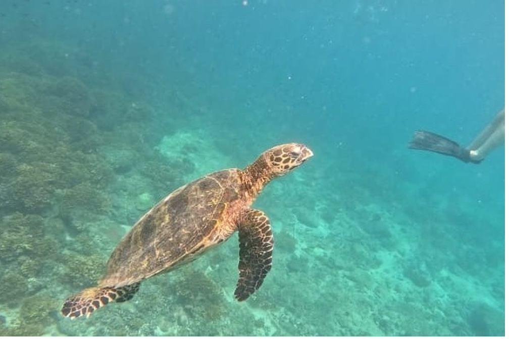 Snorkeler swimming beside a sea turtle in Coiba National Park, Panama
