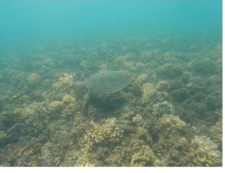A sea turtle swimming over the coral reef in Coiba National Park