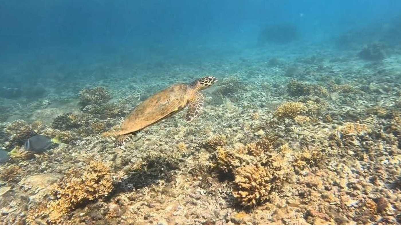 Snorkeling with a sea turtle over the reef in Coiba National Park, Panama