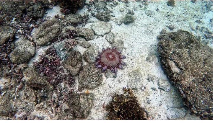 A spiny sea star on the sandy bottom surrounded by rocks in Coiba
