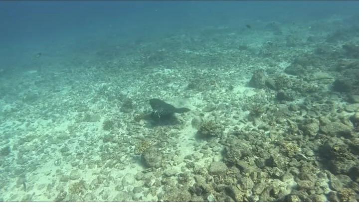 A spotted eagle ray crossing the rubble field in Coiba