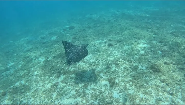 A spotted eagle ray gliding over the reef in Coiba