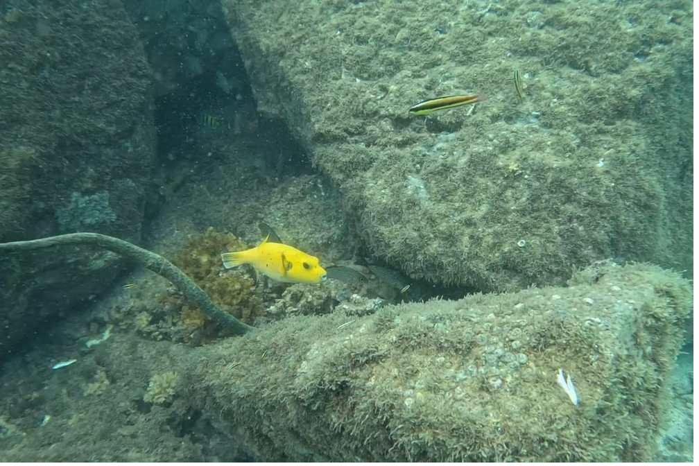 Tropical pufferfish over the reef in Coiba National Park, Panama