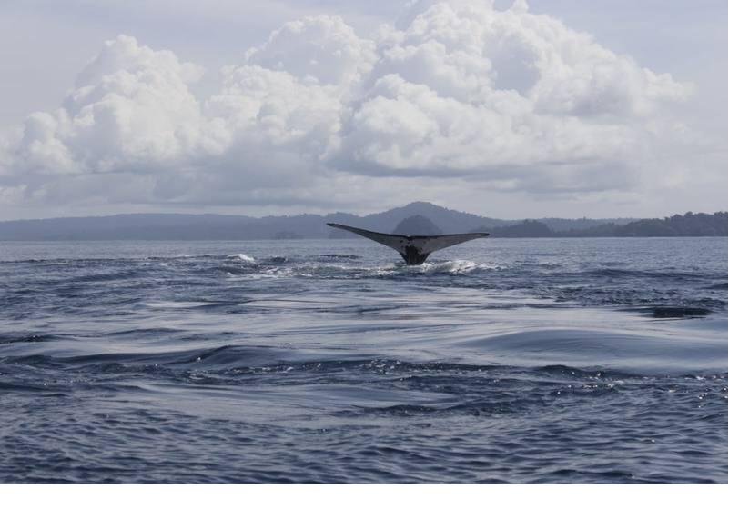 Whale Watching Tour in Coiba