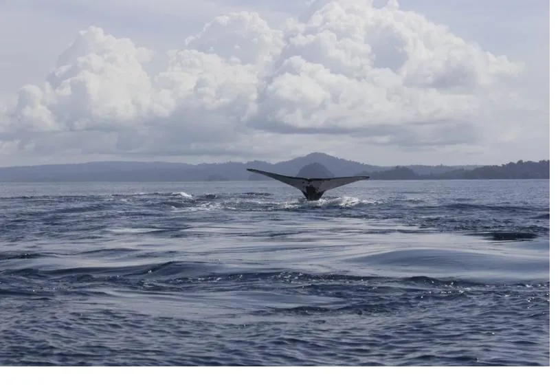 Whale Watching Tour in Coiba
