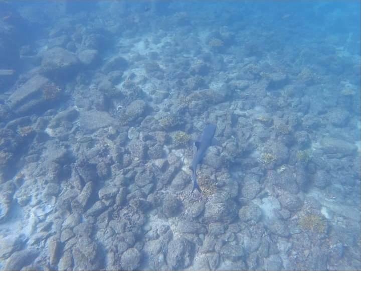 Whitetip reef shark in Coiba National Park