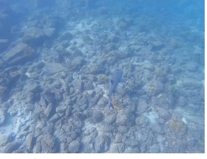 A whitetip reef shark swimming over the rocky reef in Coiba National Park