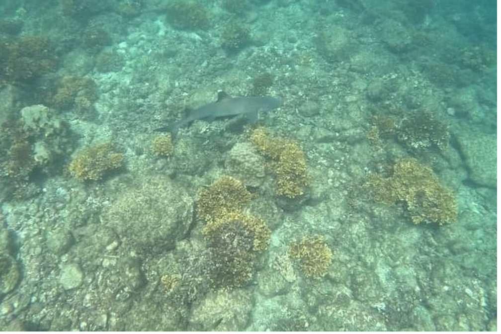 Whitetip reef shark over the reef in Coiba National Park, Panama