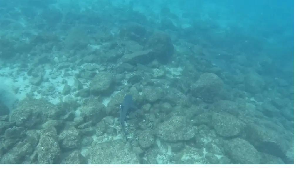 A whitetip reef shark swimming calmly over the rocky reef in Coiba