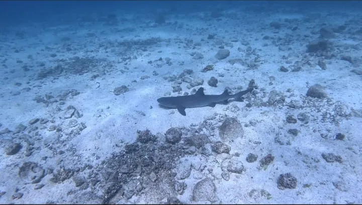 A harmless whitetip reef shark resting on the sand in Coiba