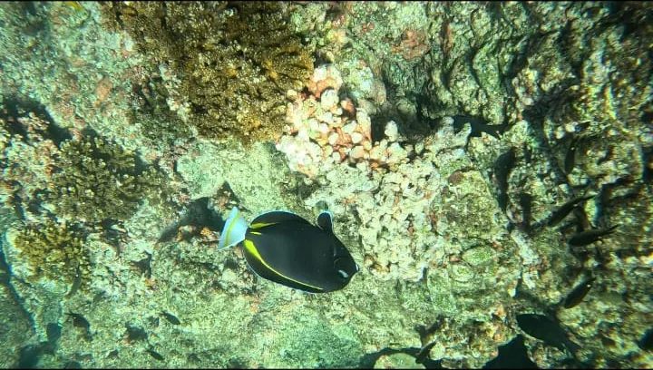 A whitetip reef shark swimming among sergeant majors in Coiba